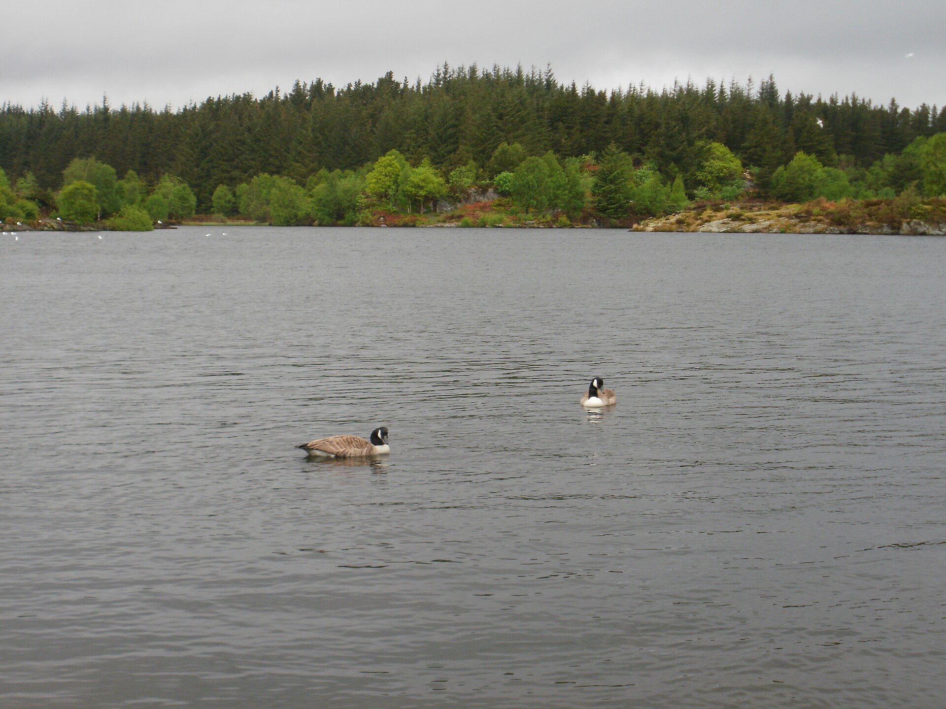 Llyn Elsi