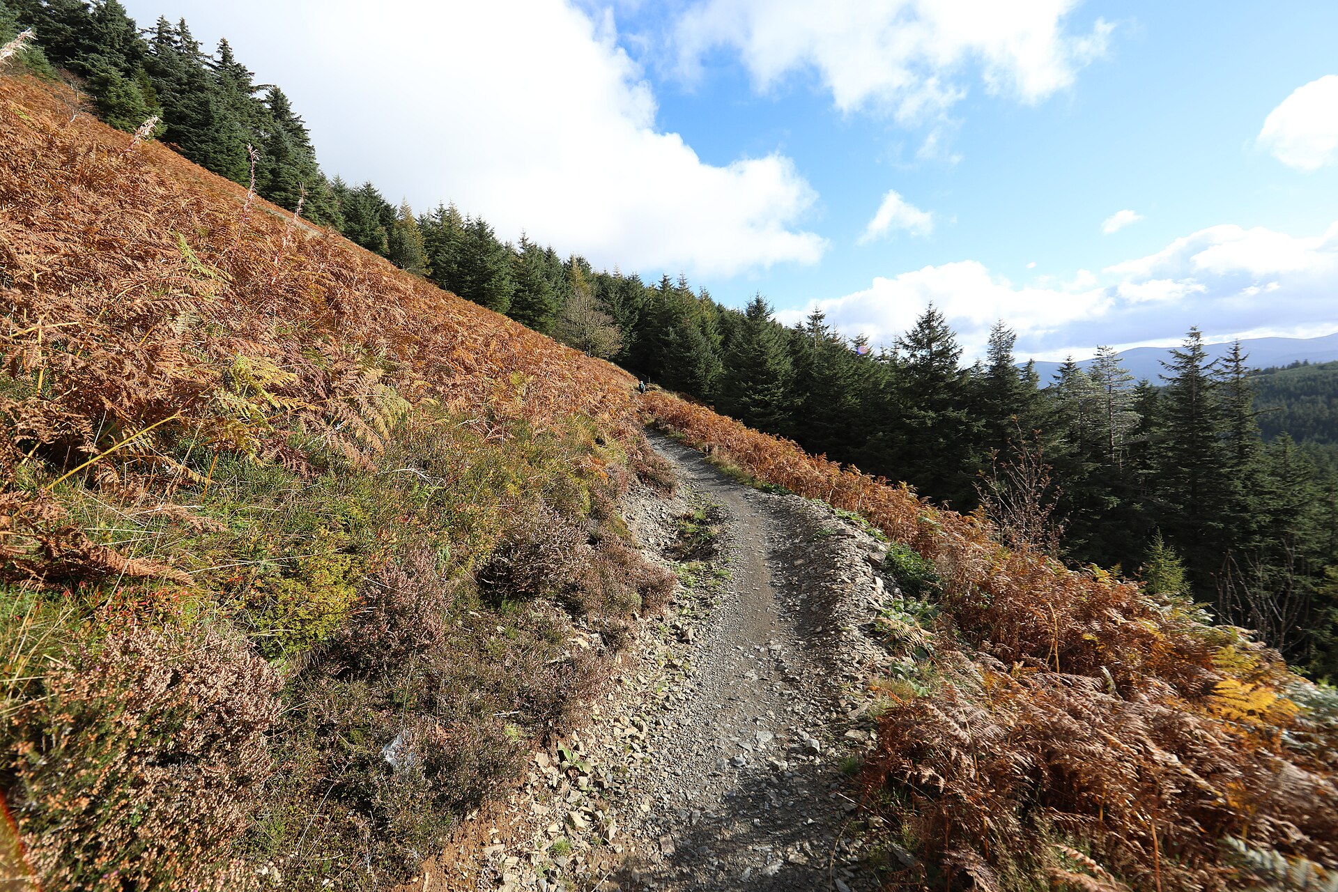 Whinlatter Forest Bike Park